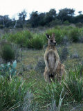 A Kangaroo in Grassland, Tasmania, Australia Lámina fotográfica A Kangaroo in Grassland, Tasmania, Australia Lámina fotográfica