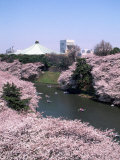 Melville+sakura.htm