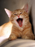 Cat Yawning Photographic Print by Fabrizio Cacciatore