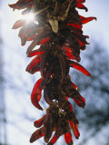 A Bunch of Red Peppers Hung to Dry in Old Santa Fe Photographic Print by Stephen St. John