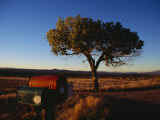 Lone Tree Stands in the Desert Grass along Highway 68 Photographic Print by Raul Touzon