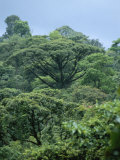 Rain Forest, Costa Rica Photographie par James P. Blair