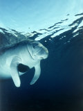 Manatee Underwater Photographie par Timothy O'Keefe