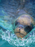 Sea Lion, Netherlands Antilles Photographic Print by Robin Hill