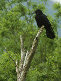 A Crow Perched on an Old Dead Tree Snag Photographie par Klaus Nigge