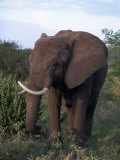 African Elephant, Tanzania Photographie par Robert Franz