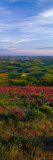 Fields and Wildflowers, Palouse Country, Eastern Photographie par Christopher Jacobson