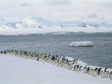 A Group of Adelie Penguins Marching Along a Shoreline Photographic Print by Gordon Wiltsie