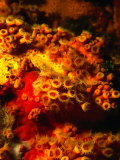 Zoanthids and sponges, Tie Dye Arch, Poor Knights Islands Marine Reserve, New Zealand Lámina fotográfica por Jenny & Tony Enderby Zoanthids and sponges, Tie Dye Arch, Poor Knights Islands Marine Reserve, New Zealand Lámina fotográfica por Jenny & Tony Enderby
