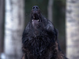 Gray Wolf Howling, Canis Lupus, MN Lámina fotográfica por Robert Franz
