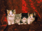 Chatons Photographie par Craig Witkowski