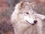 Close-up of Gray Wolf, Near Zion National Park, UT Fotografie-Druck von Elizabeth DeLaney