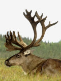 Bull Caribou, Alaska Photographie par Jim Oltersdorf