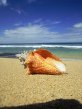 Seashell on Beach, Tobago, Caribbean Photographic Print by Terry Why