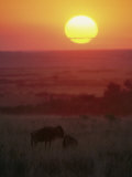 View at Sunset of Silhouetted Blue Wildebeests in a Grassland Photographie par Bobby Model