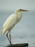 Great Blue Heron during its White Phase in the Everglades Photographic Print by Klaus Nigge