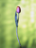 A Single Tulip Photographic Print by Ernie Friedlander