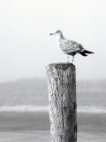 White Seagull on Post, Cape Cod Photographie par Steven Emery