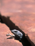 Chuckwalla Lizard, Grand Canyon National Park, AZ Photographic Print by Amy And Chuck Wiley/wales