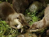 Adult Asian Short-Clawed River Otter Shows Newborn to Sibling Lámina fotográfica por Nicole Duplaix