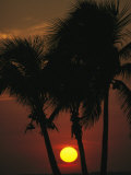 The Silhouette of a Trio of Palm Trees at Sunset Photographie par Klaus Nigge