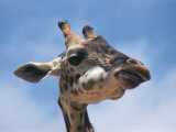 Masai Giraffe Chewing Photographie par Michele Burgess