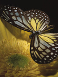 Beautiful Black and Yellow Butterfly on Blooming Yellow Flower Photographic Print