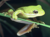 Frog Climbing on to a Leaf, Louisiana Photographic Print by Kevin Leigh
