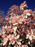 Crab Apple Tree in Bloom, Jamaica Plains, MA Photographic Print by Kindra Clineff