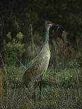 Sandhill Crane Stands Amid the Tall Grass of a Marsh Photographic Print by Klaus Nigge