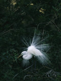 Great Egret Displays its Plumage Photographic Print by Klaus Nigge