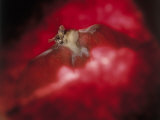 Bat with Wings Spread in Flight and Mouth Open Fotografisk tryk af Ernie Friedlander Bat with Wings Spread in Flight and Mouth Open Fotografisk tryk af Ernie Friedlander