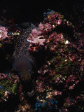 Whitemouth Moray, Gymnothorax Meleagris Photographic Print by Ernest Manewal