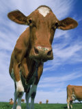 Guernsey Cows Photographic Print by Lynn M. Stone