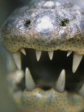 Close View of the Open Mouth of a Morelets Crocodile Photographic Print by Stephen Alvarez