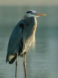 Great Blue Heron on Floridas Gulf Coast Photographic Print by Klaus Nigge