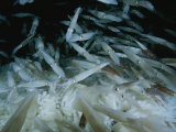 Opalescant Inshore Squid Lay More Than 50,000 Eggs at a Time Photographic Print by Brian J. Skerry
