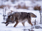 Coyote, Canis Latrans, MN Photographic Print by Robert Franz