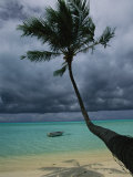 Palm Tree and its Shadow on a Beach Photographic Print by Todd Gipstein