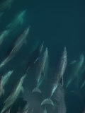 A Pod of Bottlenose Dolphins Bow-Riding Photographic Print by Ralph Lee Hopkins