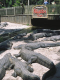 St. Augustine Alligator Farm Zoological Park Photographie par Stephen Saks