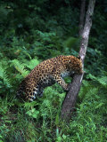 Amur Leopard in Forest, Panthera Pardus Orientalis Photographic Print by D. Robert Franz