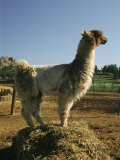Portrait of a Llama Photographic Print by Richard Nowitz