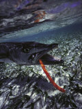 Barracuda, Tube Lure Photographic Print by Timothy O'Keefe