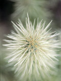 Jumping Cholla, Scotsdale, AZ Photographic Print by Elisa Cicinelli