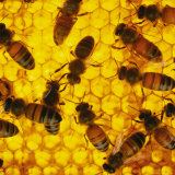 A Close-up View of Bees in a Hive Photographie par Maria Stenzel