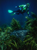 Diver swimming over a Spotted Eagle Ray (Aetobatus narinari) in Orangatea Bay, New Zealand Lámina fotográfica por Jenny & Tony Enderby Diver swimming over a Spotted Eagle Ray (Aetobatus narinari) in Orangatea Bay, New Zealand Lámina fotográfica por Jenny & Tony Enderby