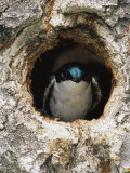Tree Swallow Peers Out of its Nest, a Hole Once Used by a Flicker Photographic Print by Michael S. Quinton