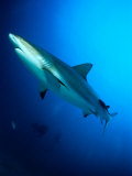 Caribbean Reef Shark (Carcharhinus Perezi), Point Break, Cape Capucin, Dominica Photographie par Michael Lawrence
