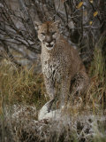 Mountain Lion with a Duck It Killed Photographic Print by Jim And Jamie Dutcher